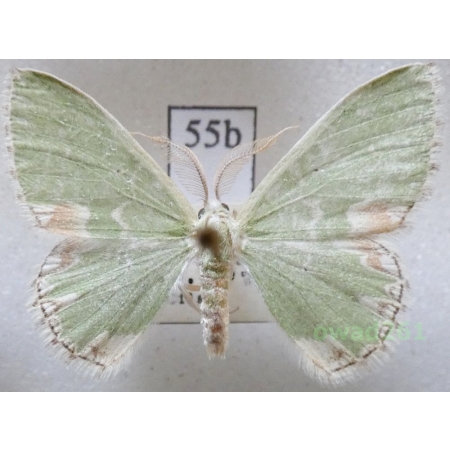 Comibaena bajularia (Denis & Schiffermüller, 1775) Czech55b